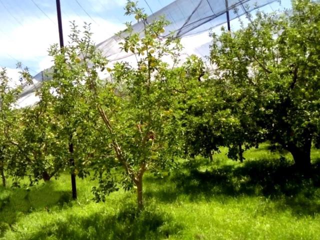 Terreno en venta en Guerrero, Chihuahua