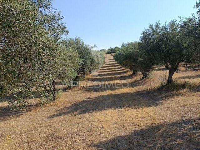 Terreno venda em Campo Maior, Portalegre