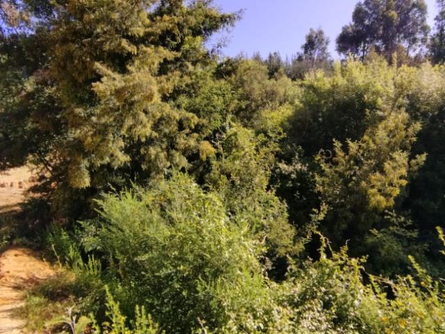 Terreno en venta en Concepción, Biobío