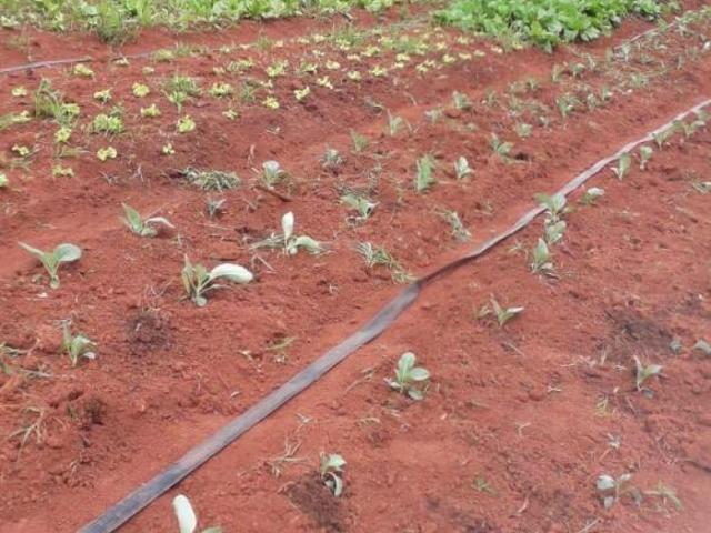 Sítio e chácara venda em Campos Altos, Região Geográfica Intermediária de Uberaba