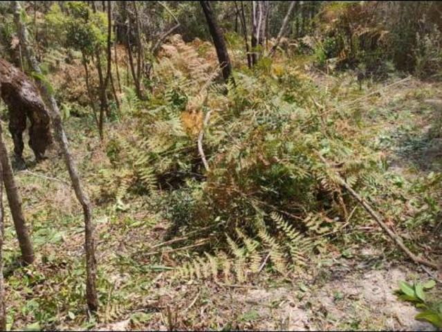 Terreno venda em Região Imediata de Taubaté-Pindamonhangaba, Região Metropolitana do Vale do Paraíba e Litoral Norte