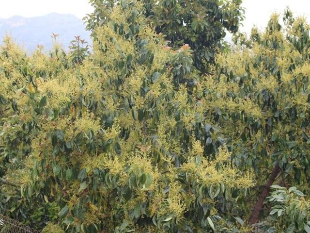 Land for sale in Piru, California