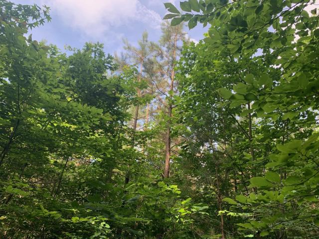 Land for sale in Tennessee