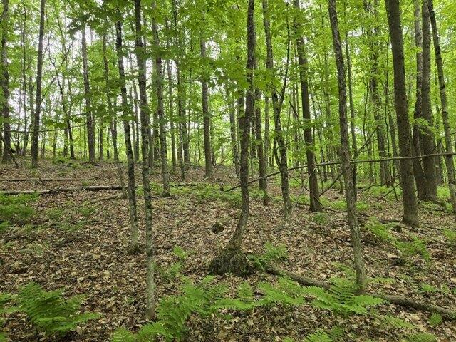 Land for sale in Jay, Maine