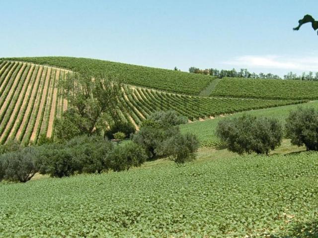 Capannone in vendita a Marche, Ancona