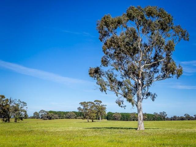 Acreage for sale in Bangham, South Australia