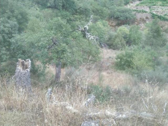 Terreno venda em Carrazeda De Ansiães, Bragança