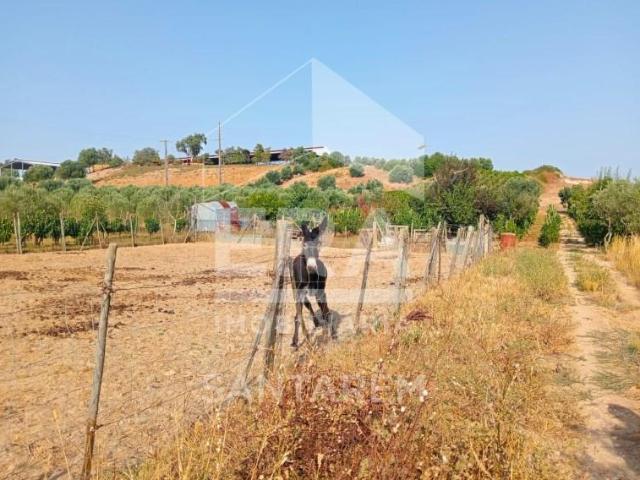 Terreno venda em Cartaxo e Vale da Pinta, Cartaxo