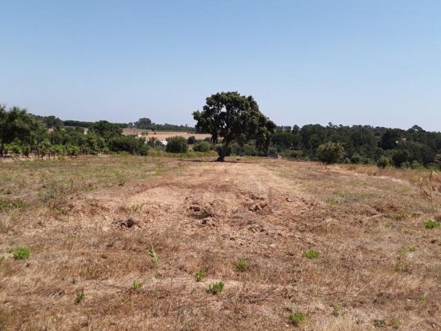 Terreno venda em Cartaxo e Vale da Pinta, Cartaxo