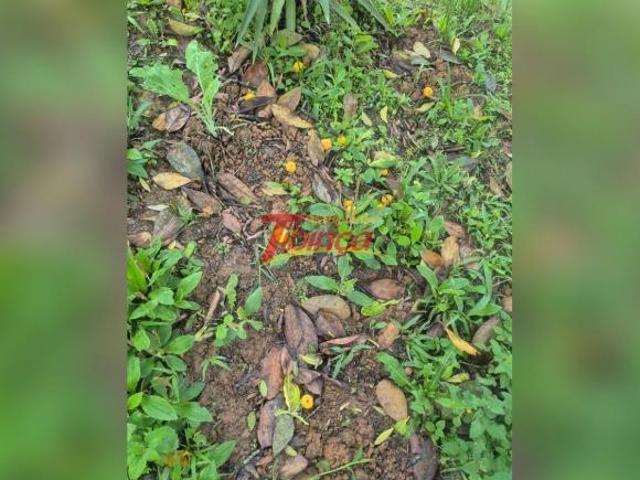 Sítio e chácara venda em Região Imediata de São Paulo, Região Metropolitana de São Paulo