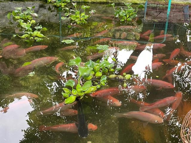 Casa Campestre En Venta En Los Patios En Vereda Corozal V219354