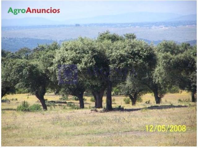 Chalet en venta en Aldea Del Cano, Extremadura