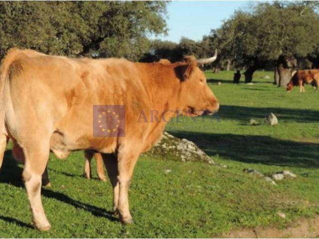 Chalet en venta en Aliseda, Extremadura