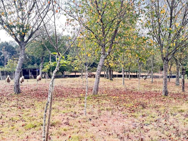 Chalet en venta en Boqueixón, O Forte