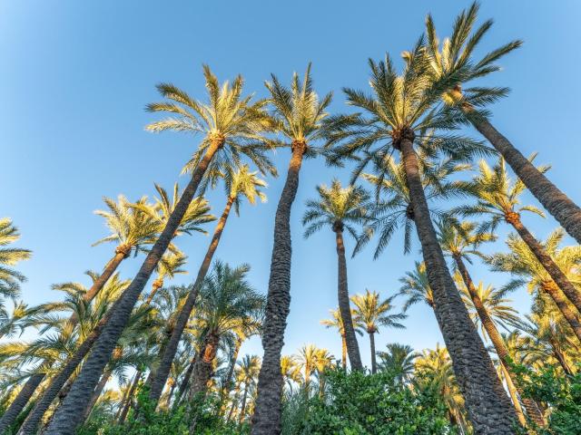 Villa en venta en Elche, Pisos Blaus