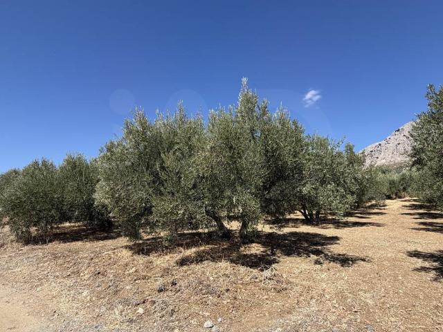 Chalet en venta en La Axarquía, Andalucía