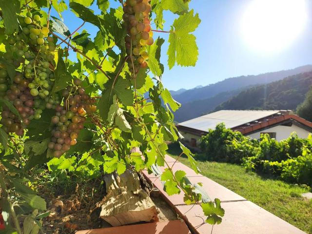 Chalet en venta en Serranía de Ronda, Andalucía