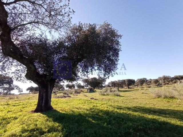 Chalet en venta en Jaraicejo, Extremadura