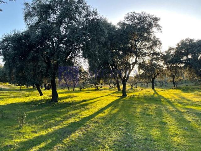 Chalet en venta en Monroy, Extremadura