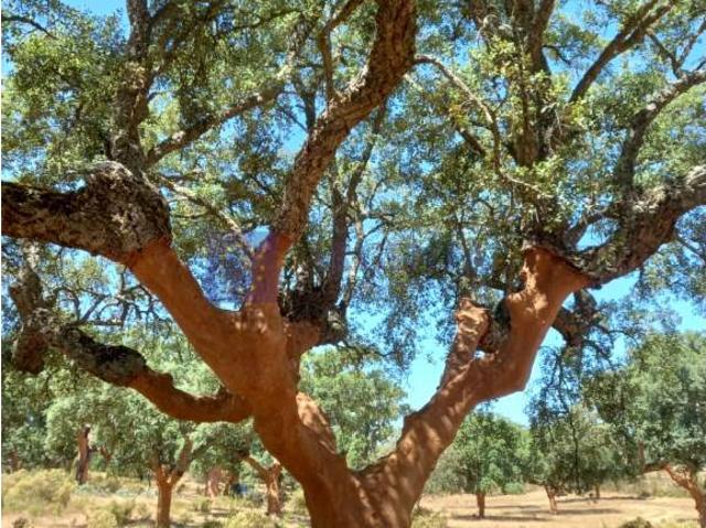 Chalet en venta en Tierra de Badajoz, Extremadura
