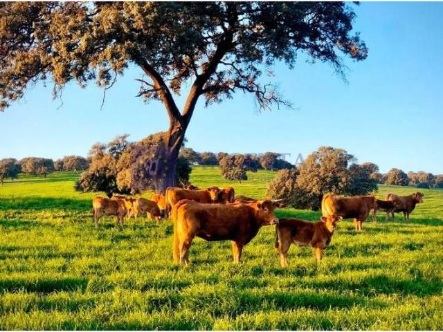 Chalet en venta en Villafranca de los Barros, Villafranca De Los Barros