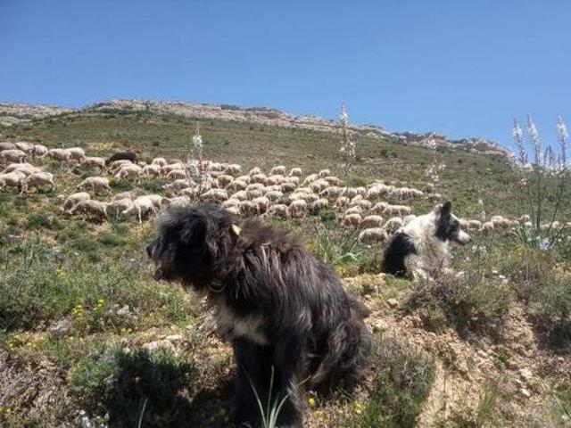 Casa en alquiler en Villarroya De Los Pinares, Teruel