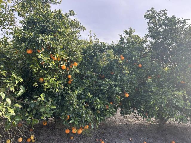 Terreno en alquiler en el Baix Segura / La Vega Baja, Valencia