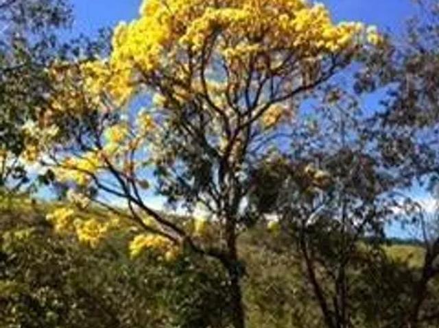 Fazenda aluguel em Região Imediata de Campinas, Região Metropolitana de Campinas