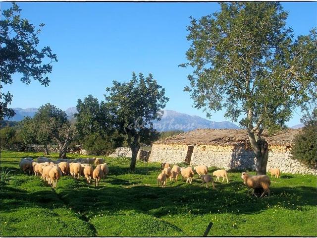 Casa en venta en Pla de Mallorca, Baleares