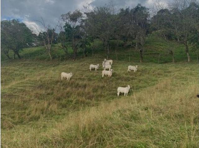 Casa de campo de alto standing de 7 dormitorios en venta Venecia, Colombia