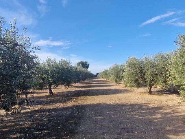 Casa en venta en Algoda, el Baix Vinalopó
