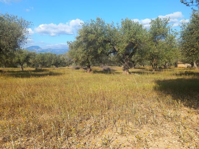 Casa en venta en Baix Ebre, Catalunya