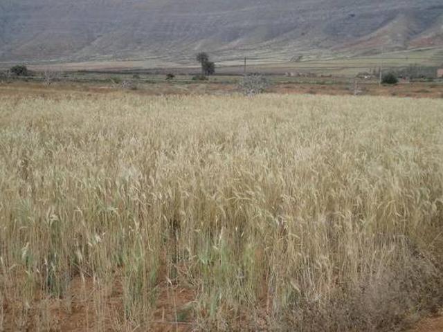 Casa en alquiler en Fuerteventura, Las Palmas