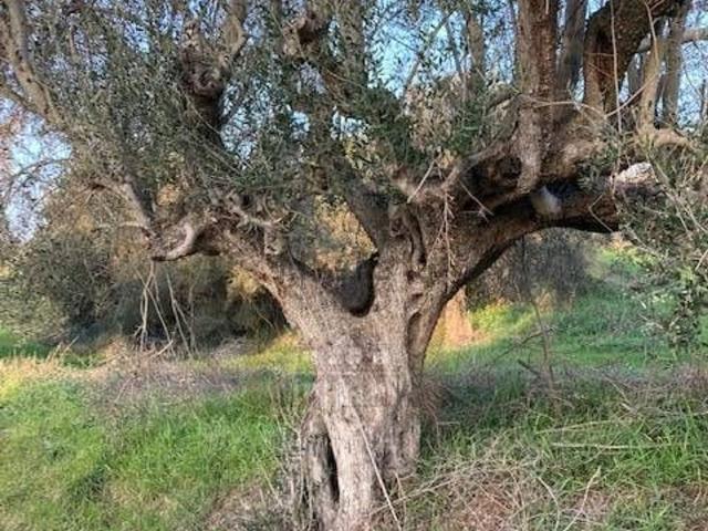 Rustico in vendita a Trivio, Marche