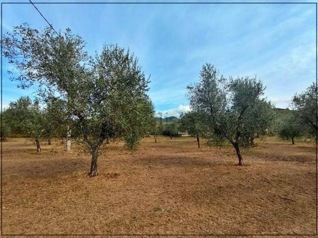 Rustico in vendita a Bolgheri, Toscana
