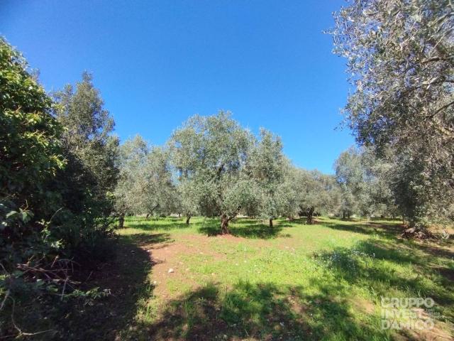 Rustico in vendita a Puglia, Taranto