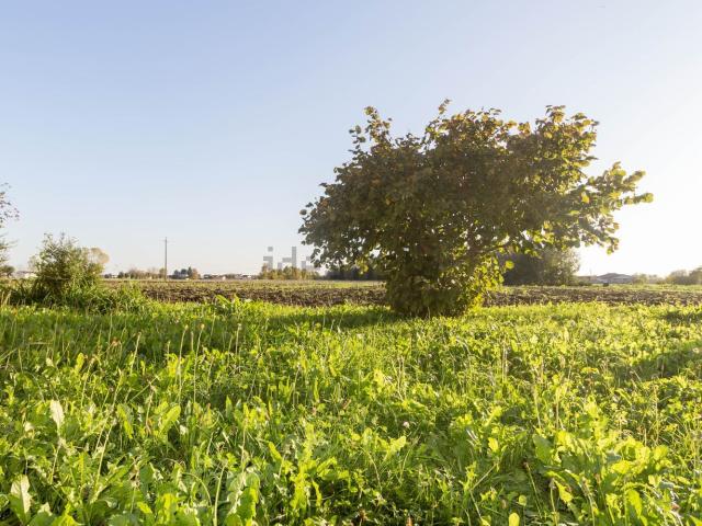 Rustico in vendita a Schiavon, Veneto