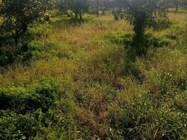 Rustico in vendita a Mascali, Sicilia