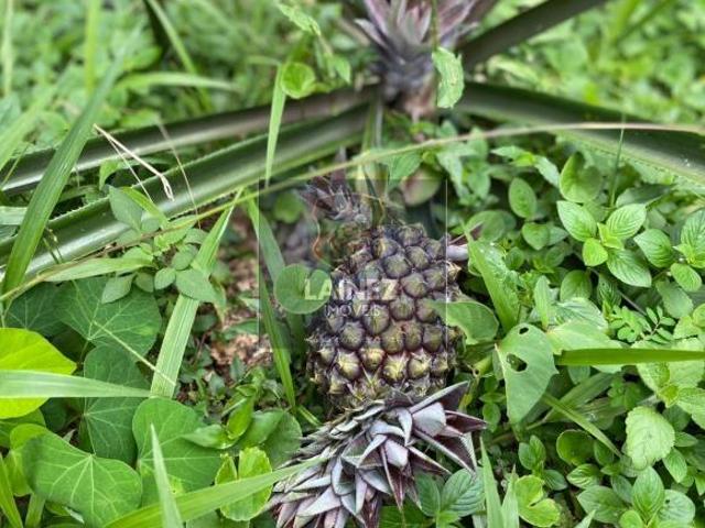 Sítio e chácara venda em Região Imediata de São Paulo, Região Metropolitana de São Paulo