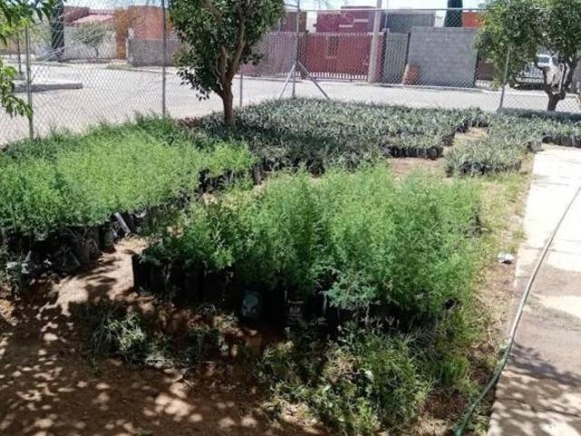 Casa en Río Chuviscar, col. Los Arcos, Nuevo Casas Grandes, Chihuahua
