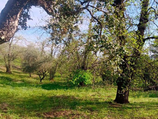 Casa en venta en Sierra de Huelva, Andalucía