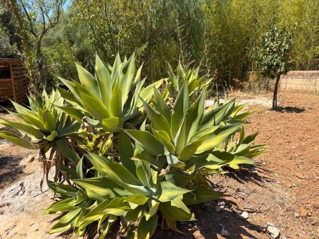 Casa en venta en Raiguer, Baleares