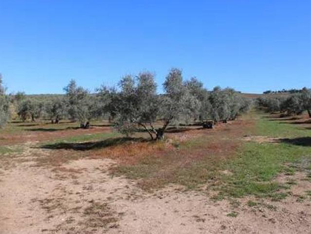 Casa en venta en Urbanización El olivar, Serranía de Ronda