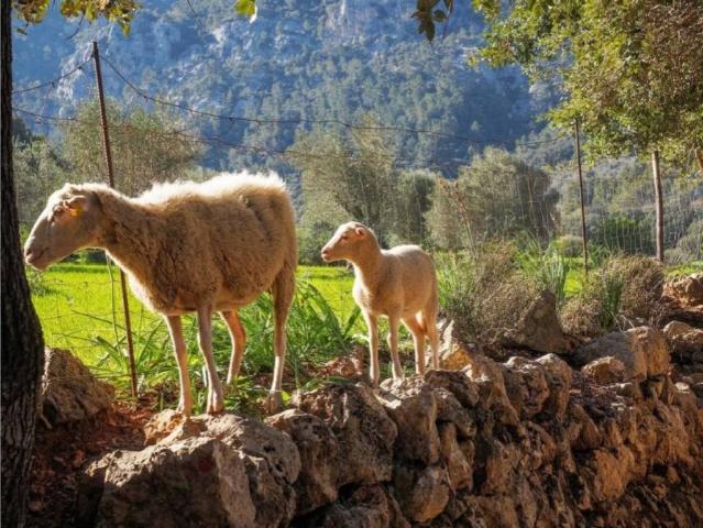 Casa en venta en Serra de Tramuntana, Baleares