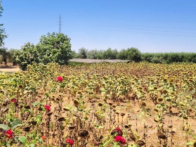 Casa en venta en Écija, Sevilla