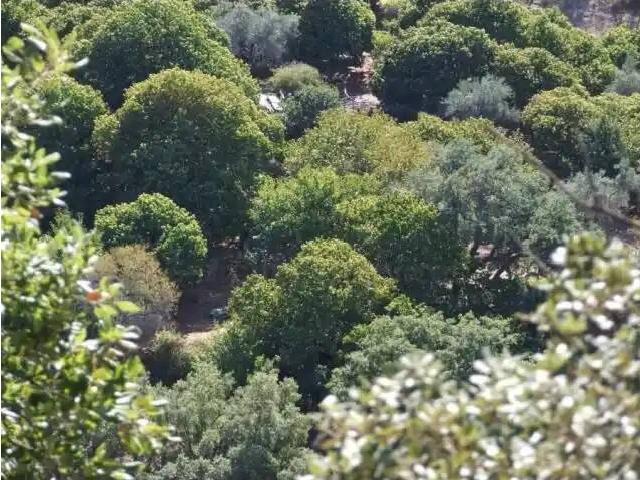 Casa en venta en Serranía de Ronda, Andalucía