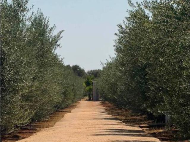 Casa en venta en Llanos de Olivenza, Extremadura