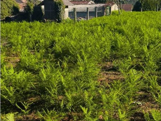 Casa en venta en O Condado, Galicia