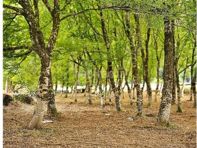 Casa en venta en Sarria, Galicia