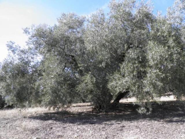 Casa en venta en Comarca de Loja, Andalucía